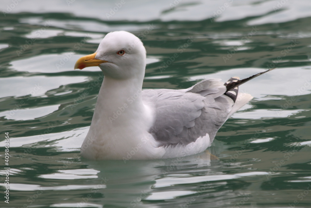 seagull seagull