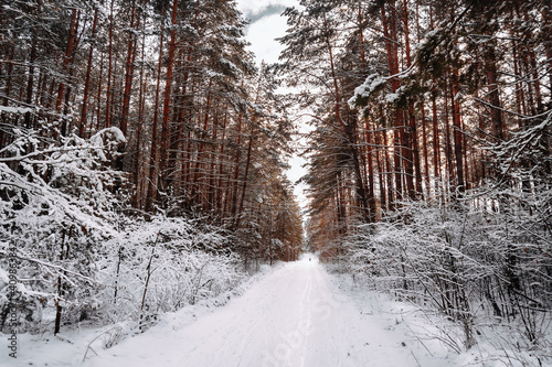 Wallpaper Mural Beautiful winter fresh day in the woods on the ski track. Torontodigital.ca