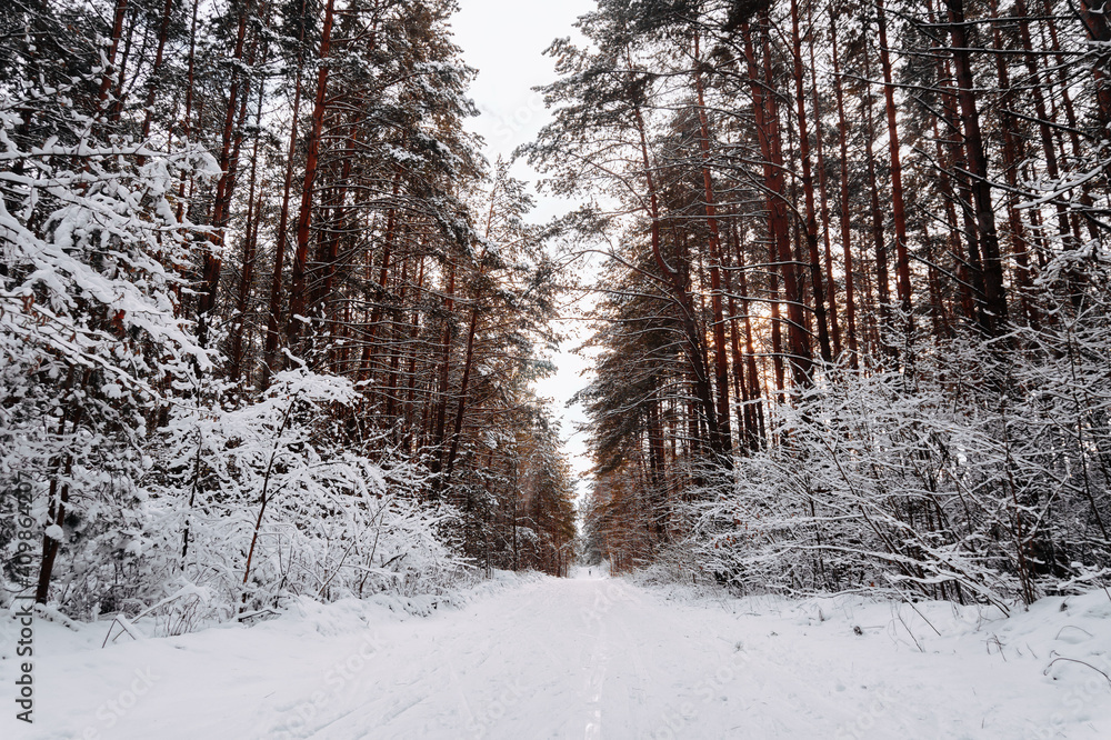 Fototapeta premium Beautiful winter fresh day in the woods on the ski track.