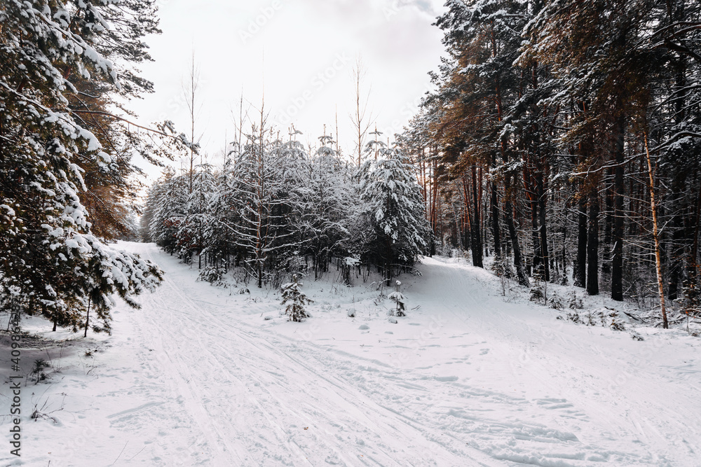 Fototapeta premium Beautiful winter fresh day in the woods on the ski track.