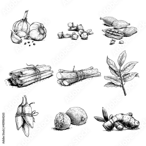 Spices, herbs and condiments set. Garlic, cloves, coriander, cinnamon sticks, liquorice root, bay leaves, chili peppers, nutmegs and ginger root.  Sketch hand drawn style. Vector illustrations.