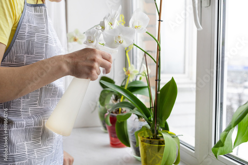 woman gardener  taking care of indoor plants on the windowsill  sprinkling flower  white orchid  phalaenopsis with water from spray bottle. Home gardening. Greenery at cozy house.