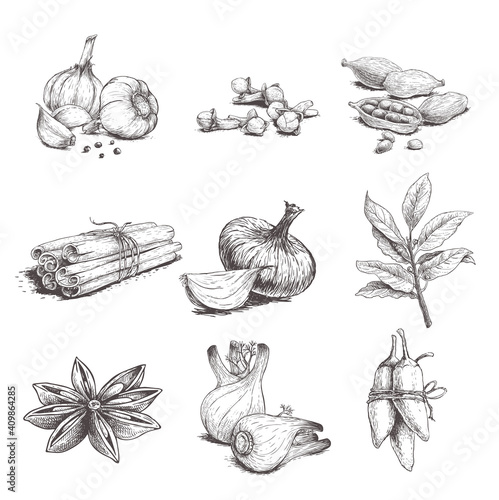 Spices, herbs and condiments set. Garlic, cloves, coriander, cinnamon sticks, onion, bay leaves, fennel, star anise and chili pepper. Sketch hand drawn style. Vector illustrations.