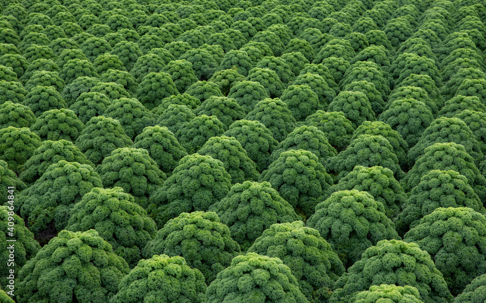 Kale. Field of kale. Vegetables. Noord Holland Netherlands. Agriculture. Open ground vegetables. Kale. Field of kale. Vegetables. Noord Holland Netherlands. Agriculture. Open ground vegetables.