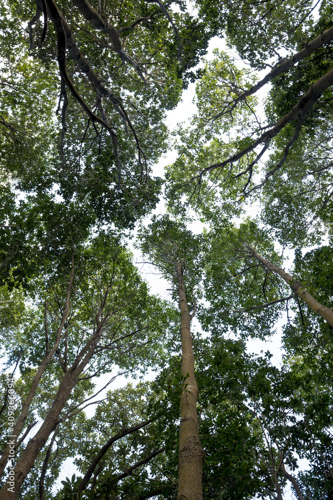 Fototapeta premium Trees in winter tropical mountains