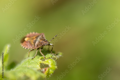 Forest bug feeding on meadow leaves