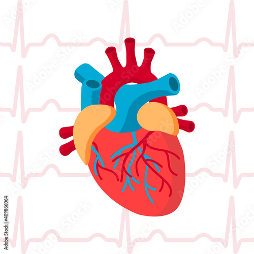 Human Heart. Medicine Design Background. Human heart anatomy. Organs symbol. Vector illustration in cartoon style. Vector illustration