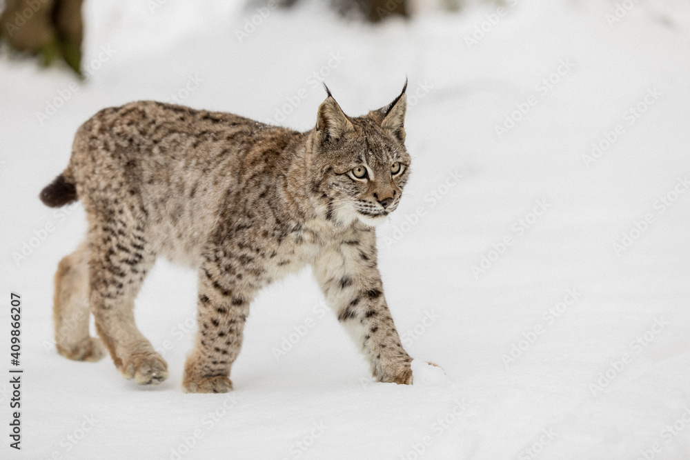 Eurasian Lynx walking in then morning time, wild cat in the forest with snow colored sunrise.