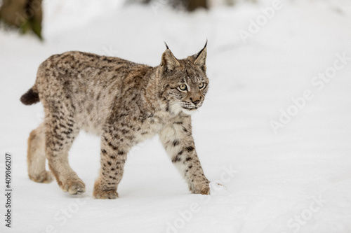 Eurasian Lynx walking in then morning time  wild cat in the forest with snow colored sunrise.