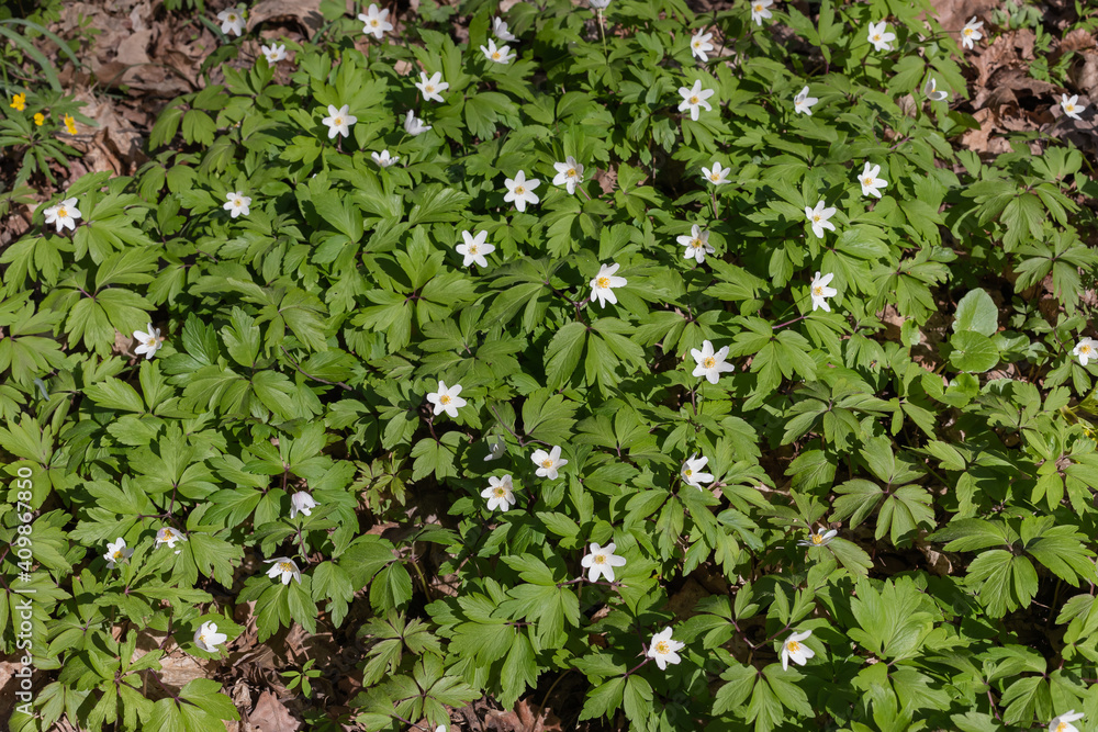 Forest anemones are spring primrose. Forest anemones are spring primrose.