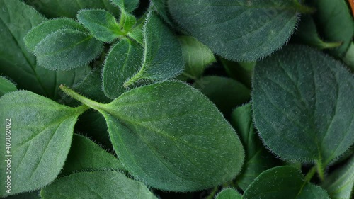 close up fresh oregano plants