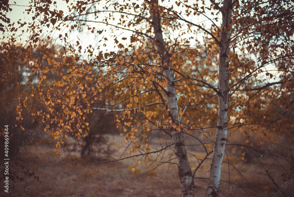 birch leaves yellowed on the branches. betula tree in the autumn