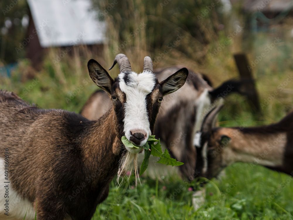 Young gray goat chews green grass on summer day in meadow Young gray goat chews green grass on summer day in meadow