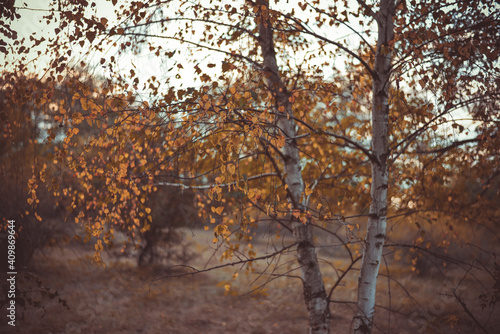 birch leaves yellowed on the branches. betula tree in the autumn