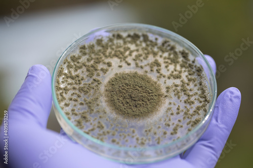 Close up of Aspergillus oryzae is a filamentous fungus, or mold that is used in food production, such as in soybean fermentation for education in laboratory. photo