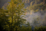 forest that changes color from green to yellow. morning landscape with calm light shining through the leaves of the trees