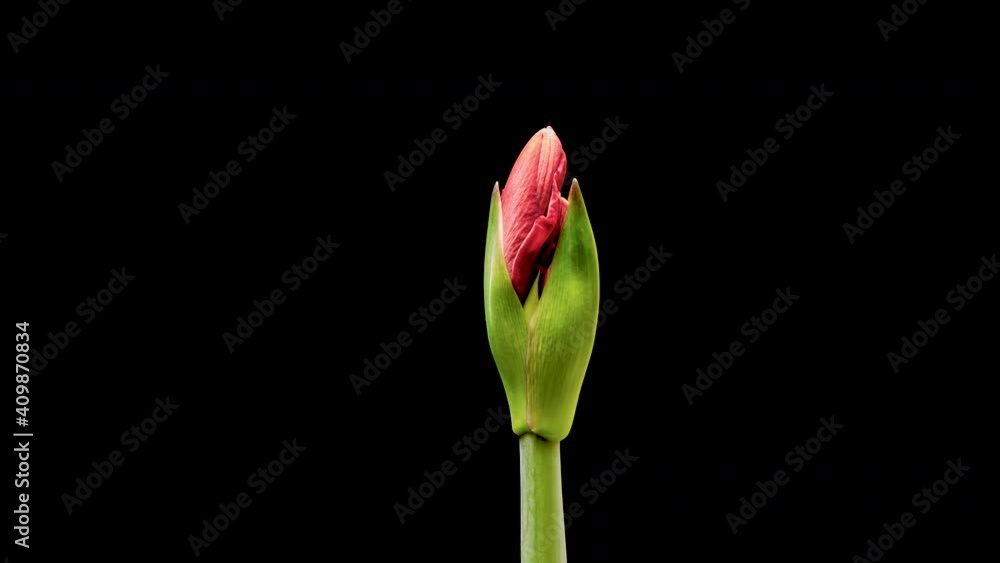 4K Time Lapse of growing, blooming and rotating red Amaryllis flower, isolated on black background. Timelapse of opening beautiful Christmas Flower. 4K Time Lapse of growing, blooming and rotating red Amaryllis flower, isolated on black background. Timelapse of opening beautiful Christmas Flower.