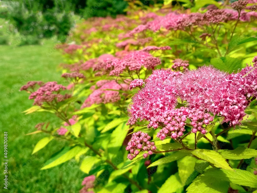 Obraz premium The front yard in spring garden landscape design with bright green lawn and flowers Spiraea.