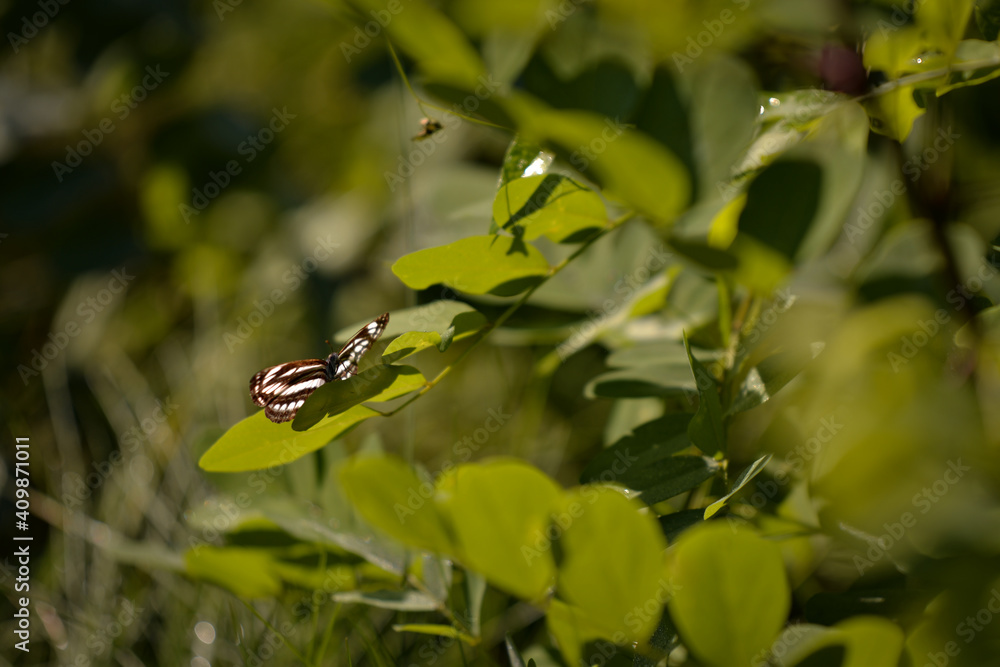 Limenitis camilla insect sitting on a plant. white admiral in the summer sunlight Limenitis camilla insect sitting on a plant. white admiral in the summer sunlight