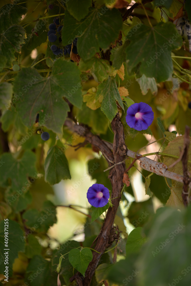 Ipomoea purpurea flower in the garden. morning glory fragrance Ipomoea purpurea flower in the garden. morning glory fragrance