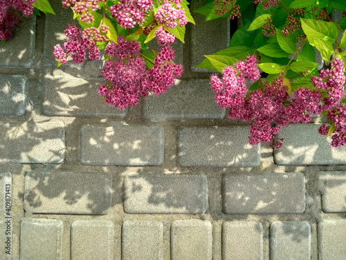 The front yard in spring, flowering Spiraea japonica 'Goldmound'. photo