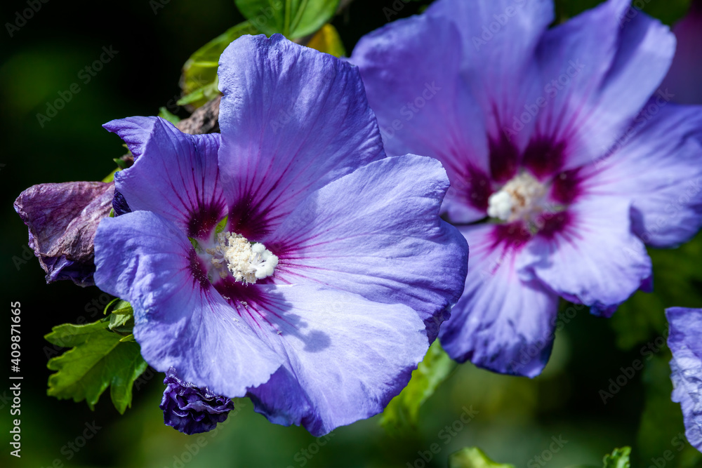 Hibiscus sinosyriacus 'Blue Bird' a summer flowering shrub plant with a blue purple summertime flower commonly known as Chinese Rose of Sharon or Rose Mallow, stock photo image Hibiscus sinosyriacus 'Blue Bird' a summer flowering shrub plant with a blue purple summertime flower commonly known as Chinese Rose of Sharon or Rose Mallow, stock photo image