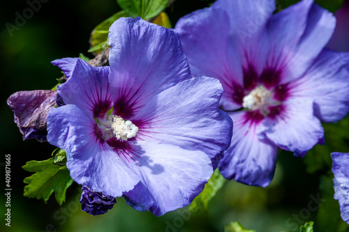 Hibiscus sinosyriacus 'Blue Bird' a summer flowering shrub plant with a blue purple summertime flower commonly known as Chinese Rose of Sharon or Rose Mallow, stock photo image