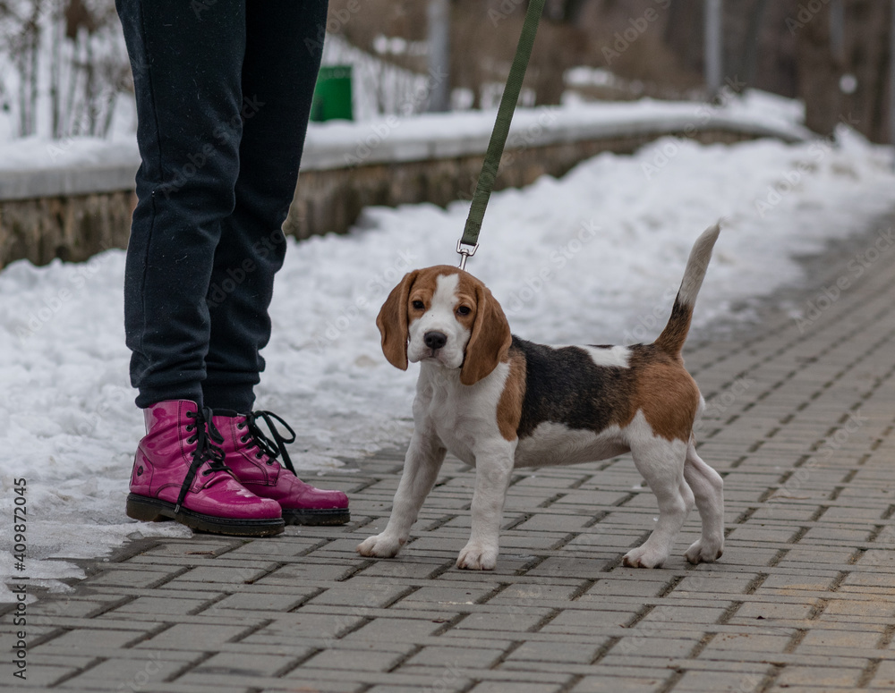 Сute beagle puppy (3,5 month) at winter walk Сute beagle puppy (3,5 month) at winter walk