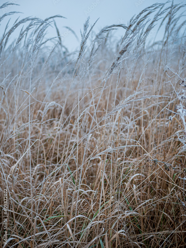 Obraz premium Frozen grass in winter
