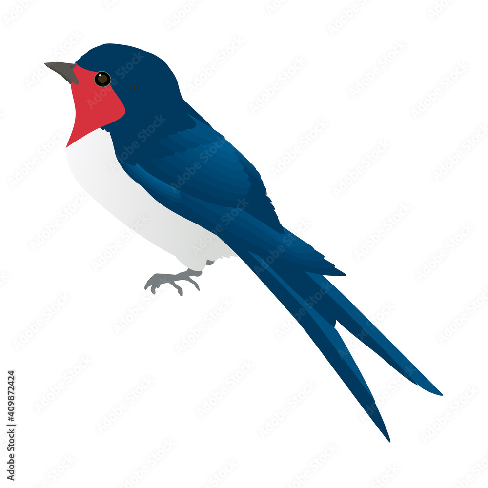 かわいい野鳥ツバメが見上げるベクターイラスト Stock Vector Adobe Stock かわいい野鳥ツバメが見上げるベクターイラスト Stock Vector Adobe Stock
