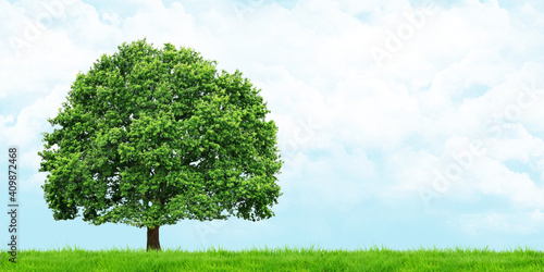Green meadow And the tree in the left corner of the picture Cloudy skies Panoramic view 3d illustration