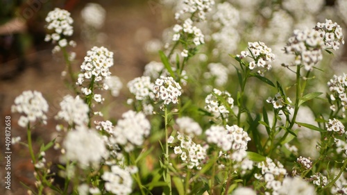 Tender white flowers in garden  California USA. Springtime meadow romantic atmosphere  morning delicate pure greenery. Spring fresh garden or lea in soft focus. Natural botanical blossom close up.