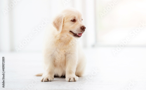 Lovely golden retriever puppy sitting indoors