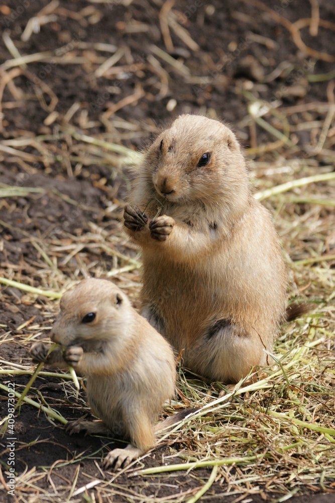 草を食べるプレーリードッグの親子