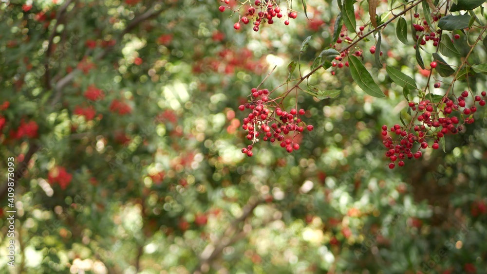 Red berries on tree, gardening in California, USA. Natural atmospheric botanical close up background. Viburnum, spring or fall morning garden or forest, fresh springtime or autumn flora in soft focus.
