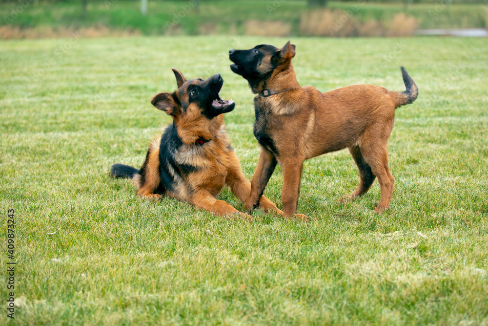 german shepherd and belgian shepherd malinua lie on the grass german shepherd and belgian shepherd malinua lie on the grass