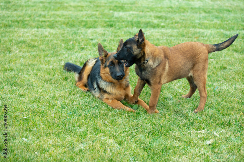 german shepherd and belgian shepherd malinua lie on the grass german shepherd and belgian shepherd malinua lie on the grass