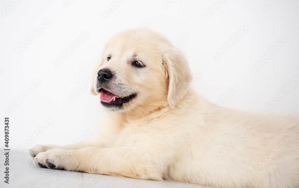 Lovely golden retriever puppy indoors Lovely golden retriever puppy indoors