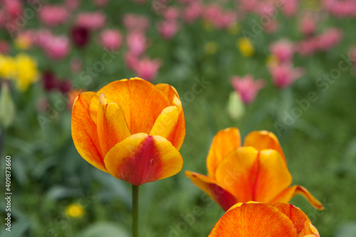Flowering spring meadow with tulips.