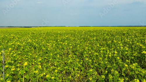 Yellow sunflowers blooming in the farmer's field in late summer. Yellow sunflowers with green leaves is a concept for agricultural companies in the field sunflower oil.