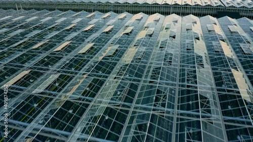 Establishing shot of venlo or dutch greenhouse plant photo