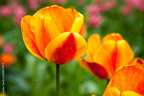 Flowering spring meadow with tulips.