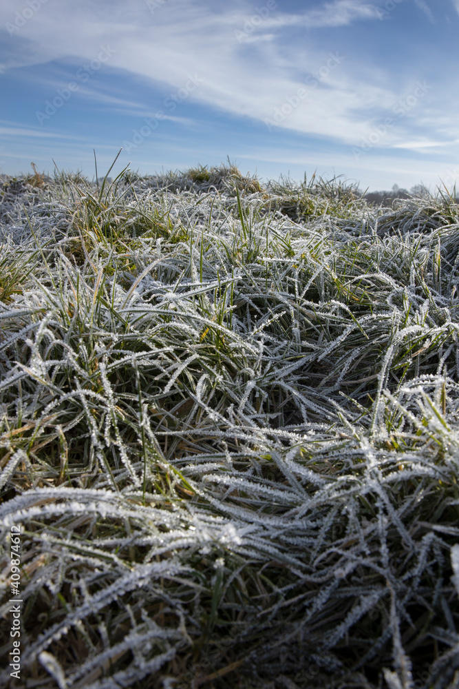 Frost ice. Winter at the es. Uffelte Drenthe Netherlands. Eslandschap. Frozen grass. Frost ice. Winter at the es. Uffelte Drenthe Netherlands. Eslandschap. Frozen grass.