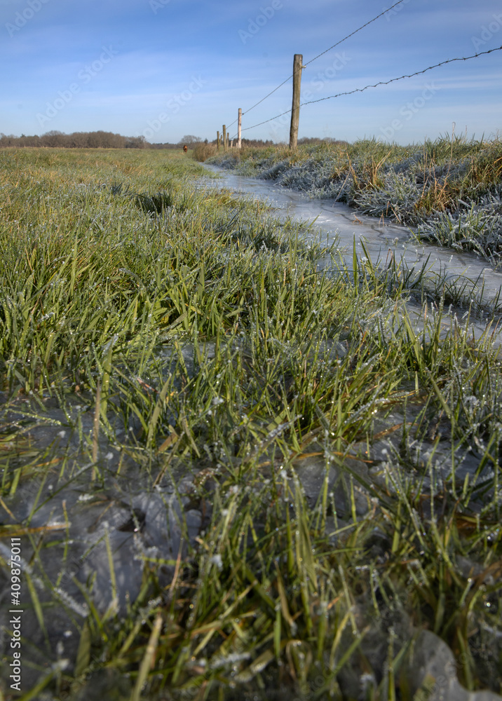 Frost ice. Winter at the es. Uffelte Drenthe Netherlands. Eslandschap. Frozen grass. Frost ice. Winter at the es. Uffelte Drenthe Netherlands. Eslandschap. Frozen grass.
