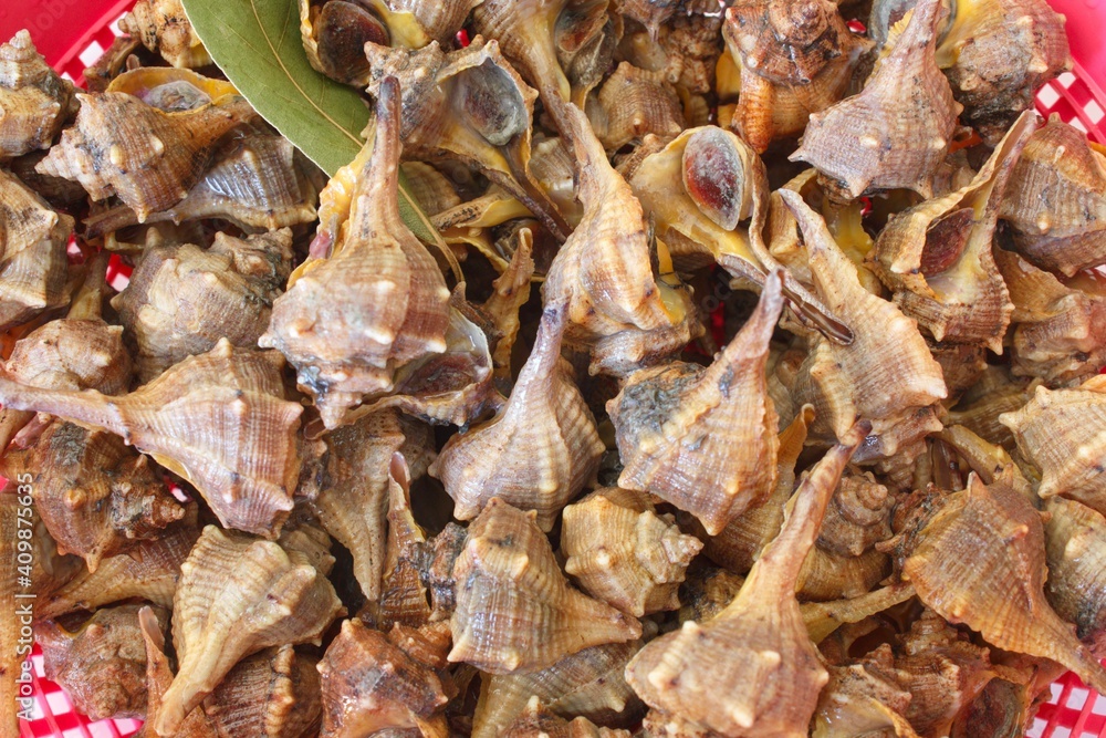 image of fresh cañaillas or cañadillas, sea snail.  Bolinus brandaris