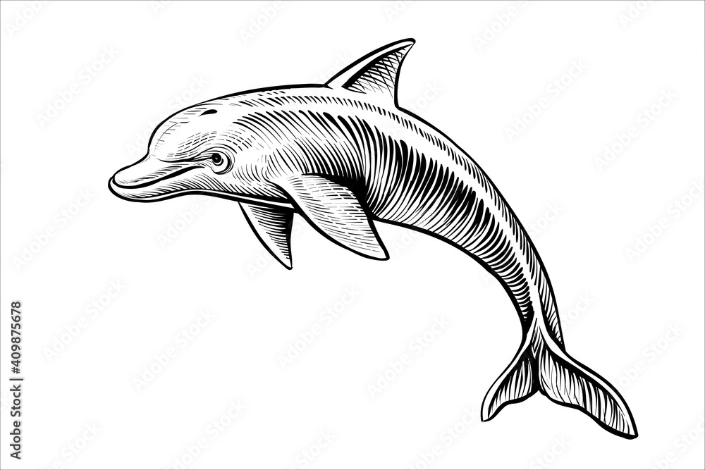 How to draw a dolphin with a pencil step-by-step drawing tutorial.