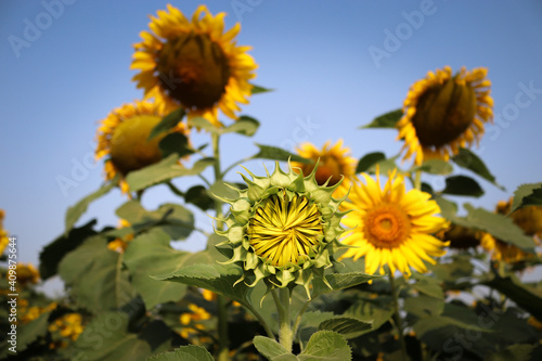 Sunflower bud  Helianthus annuus  growing in the field in bright sunny. Growth concept.