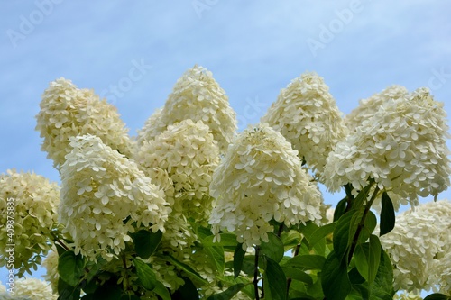 Luxurious white hydrangea paniculata on the background of the blue sky close-up.
 photo