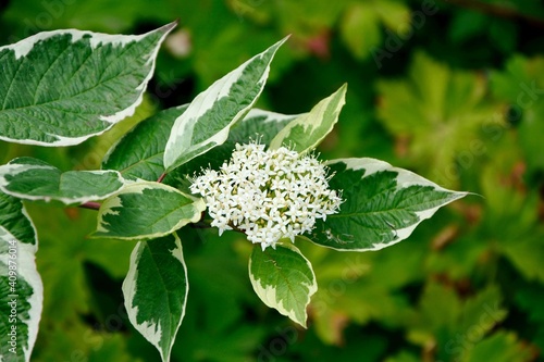 Cornus alba “Elegantissima” with white and green leaves blossom in spring in the garden
 photo