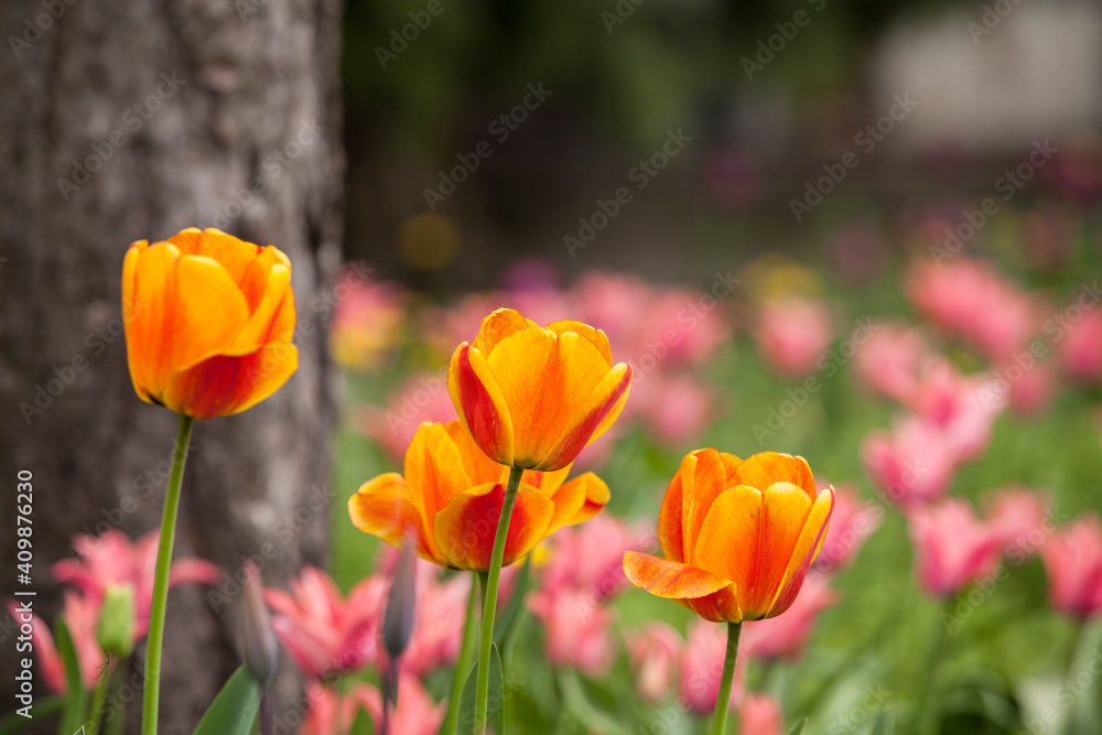 Flowering spring meadow with tulips. Flowering spring meadow with tulips.